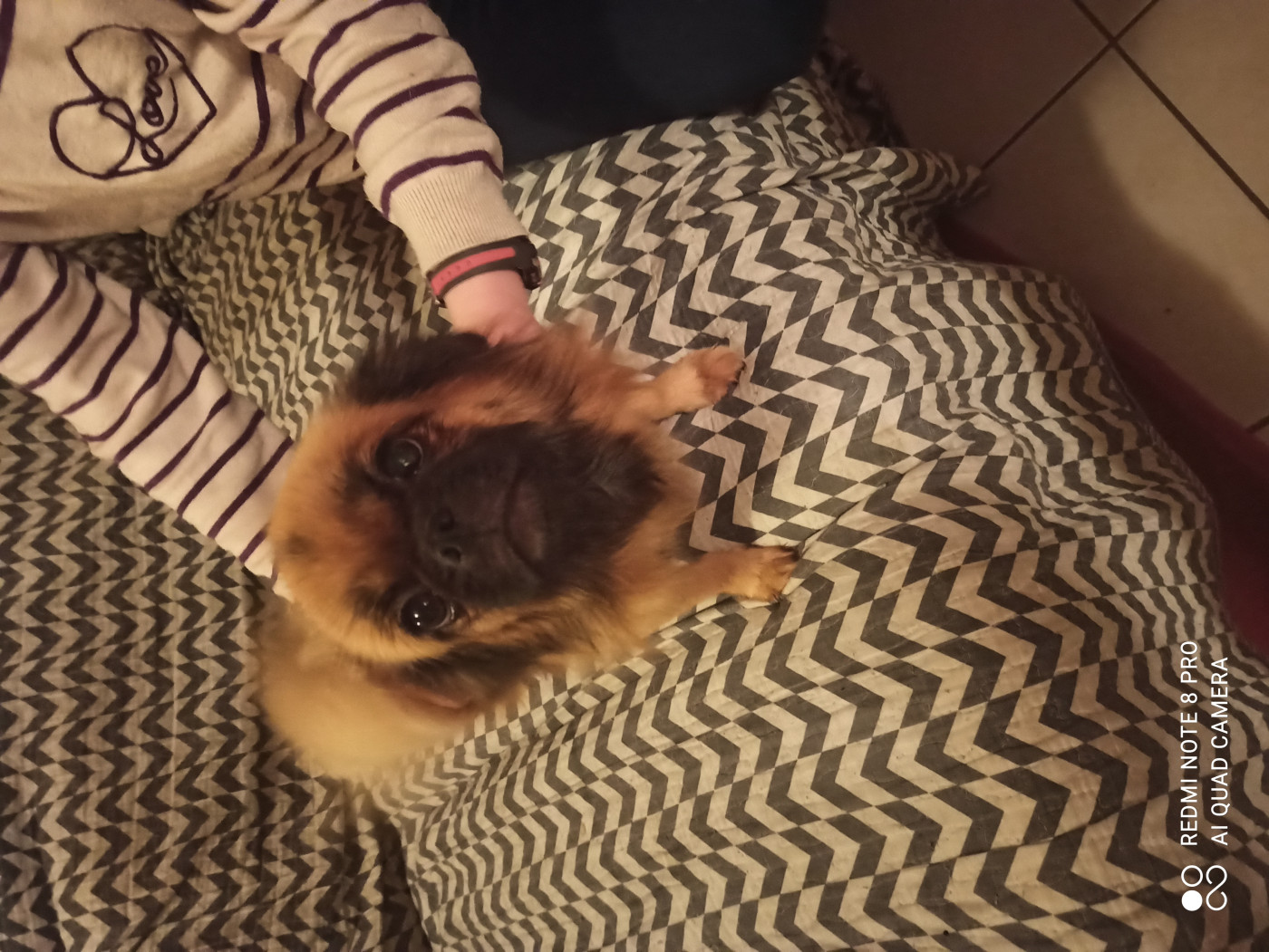 Les Epagneul tibetain de l'affixe   Manuella Le Jean