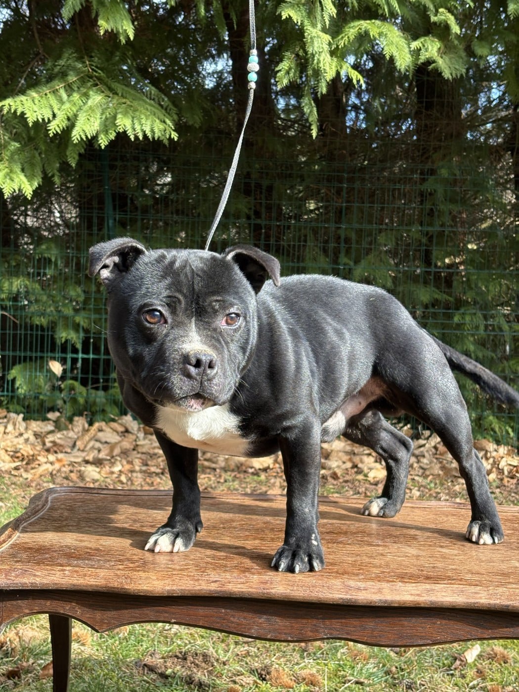 Les Staffordshire Bull Terrier de l'affixe   du Pirasset