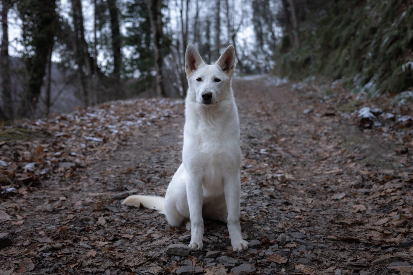 Les Berger Blanc Suisse de l'affixe   des terres de skoll et hati