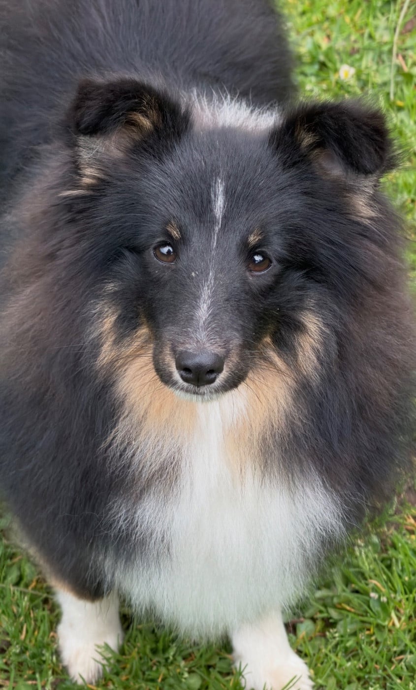 Les Shetland Sheepdog de l'affixe   Kyubi Sheperds