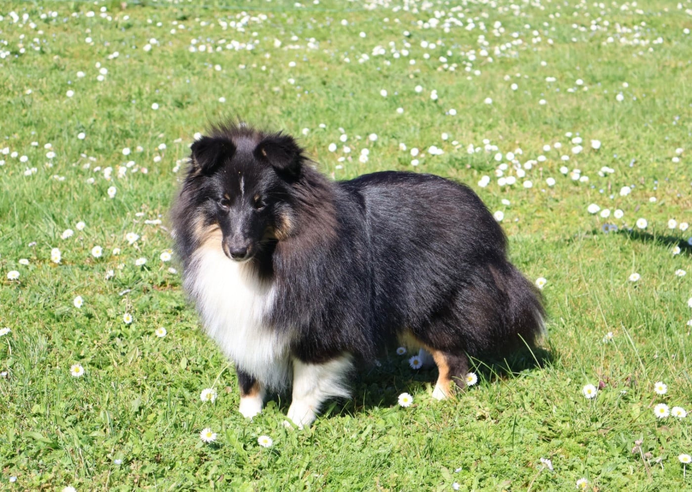 Les Shetland Sheepdog de l'affixe   Kyubi Sheperds