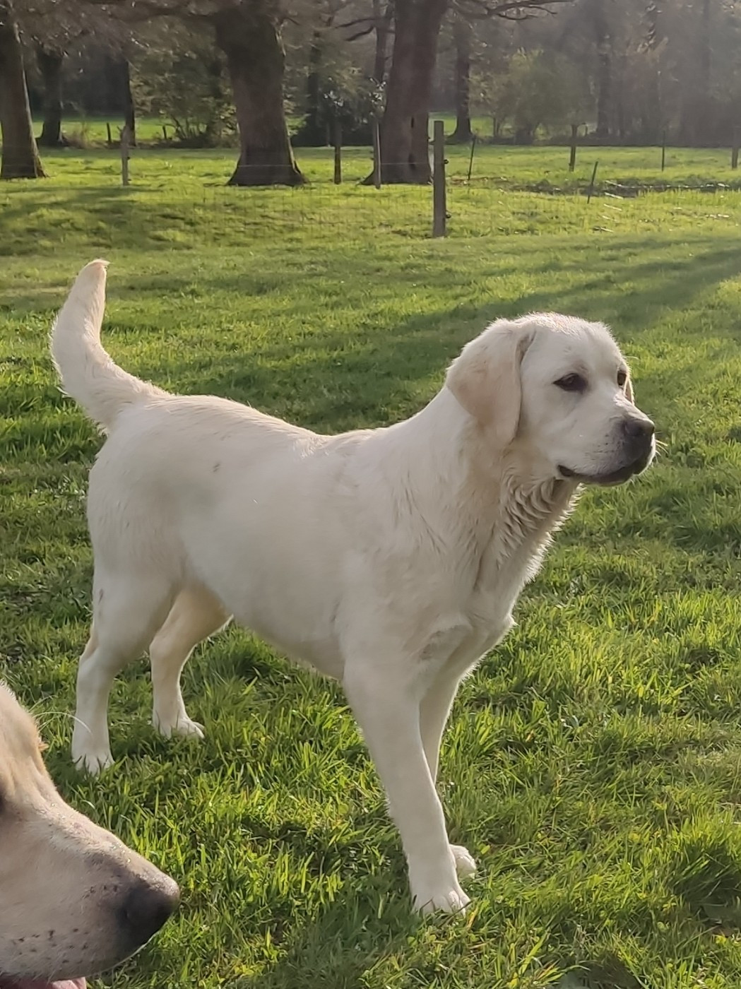 Les Labrador Retriever de l'affixe   des Terres de la Chatelaine