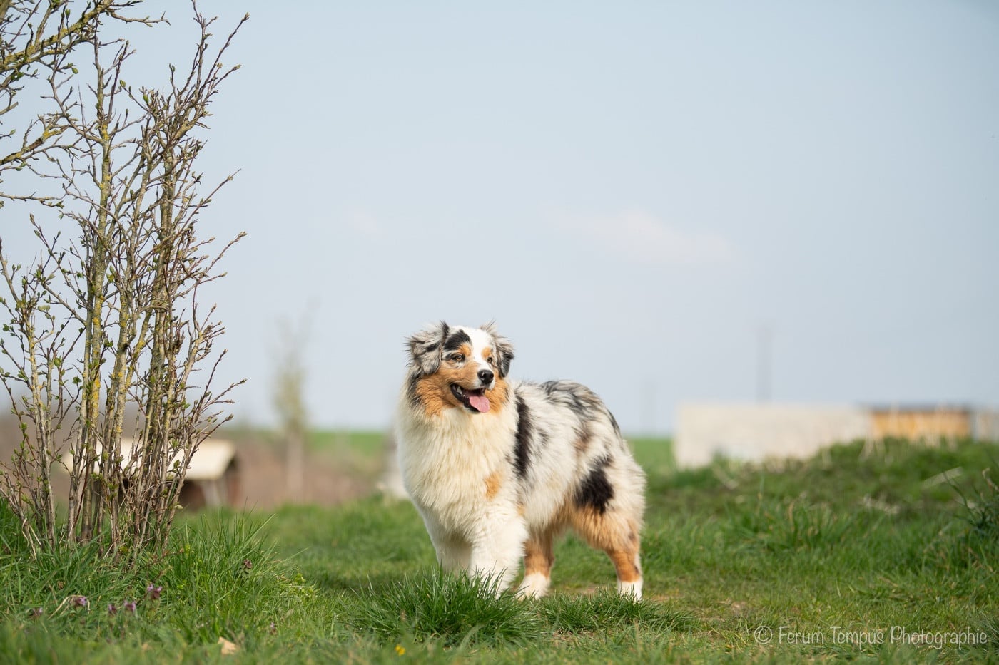 Les Berger Australien de l'affixe   De La Tour Brune