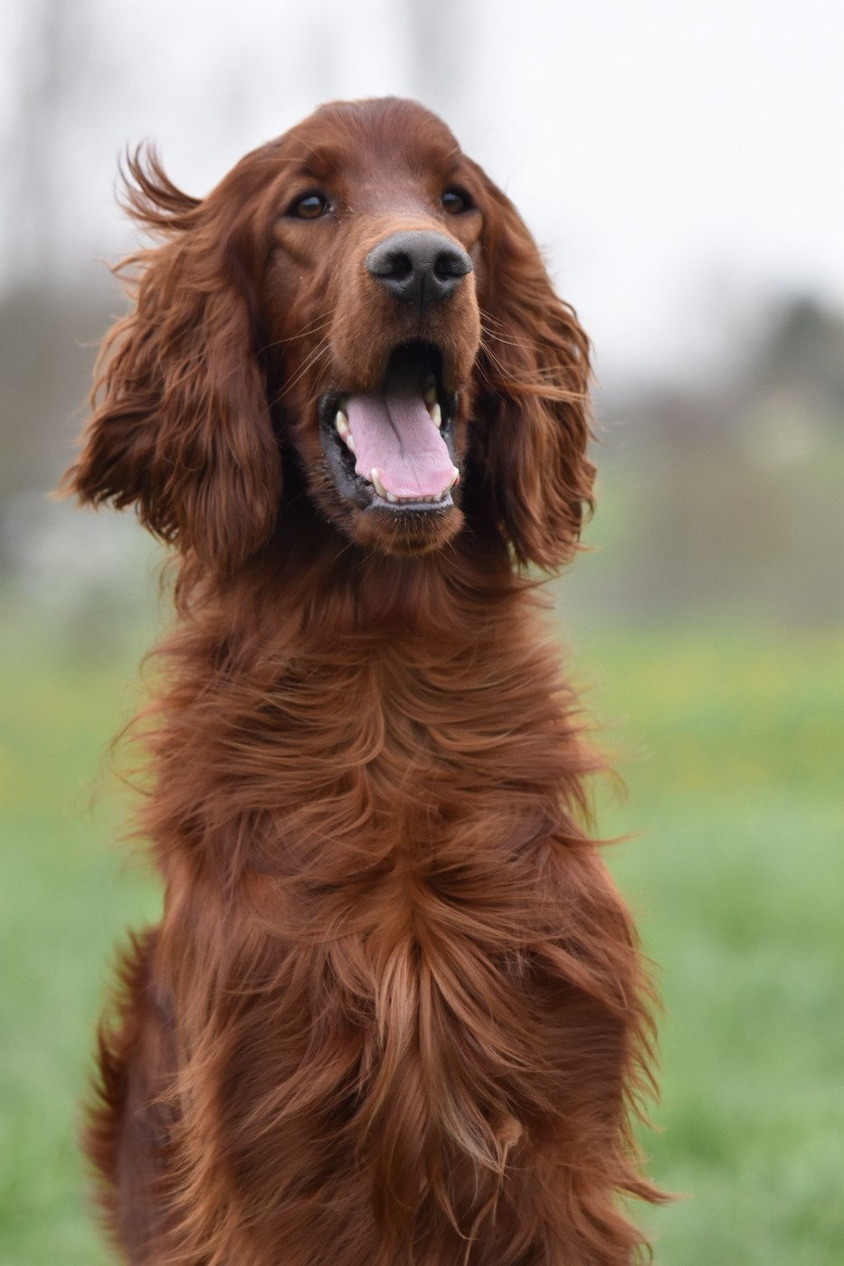 Les Setter irlandais rouge de l'affixe   des terres de skoll et hati
