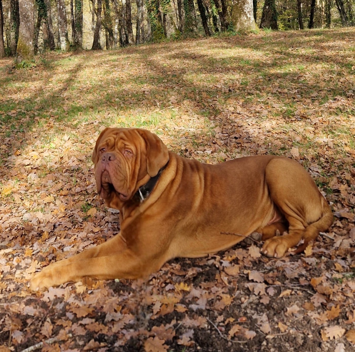 Les Dogue de Bordeaux de l'affixe   des Trésors d'Anubis