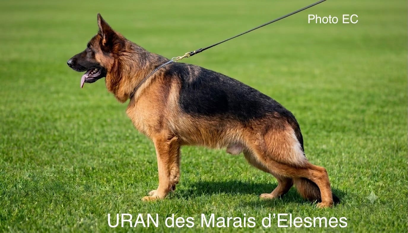 Uran Des marais d'elesmes