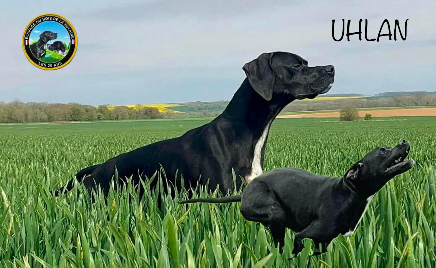 CH. Uhlan (Sans Affixe)