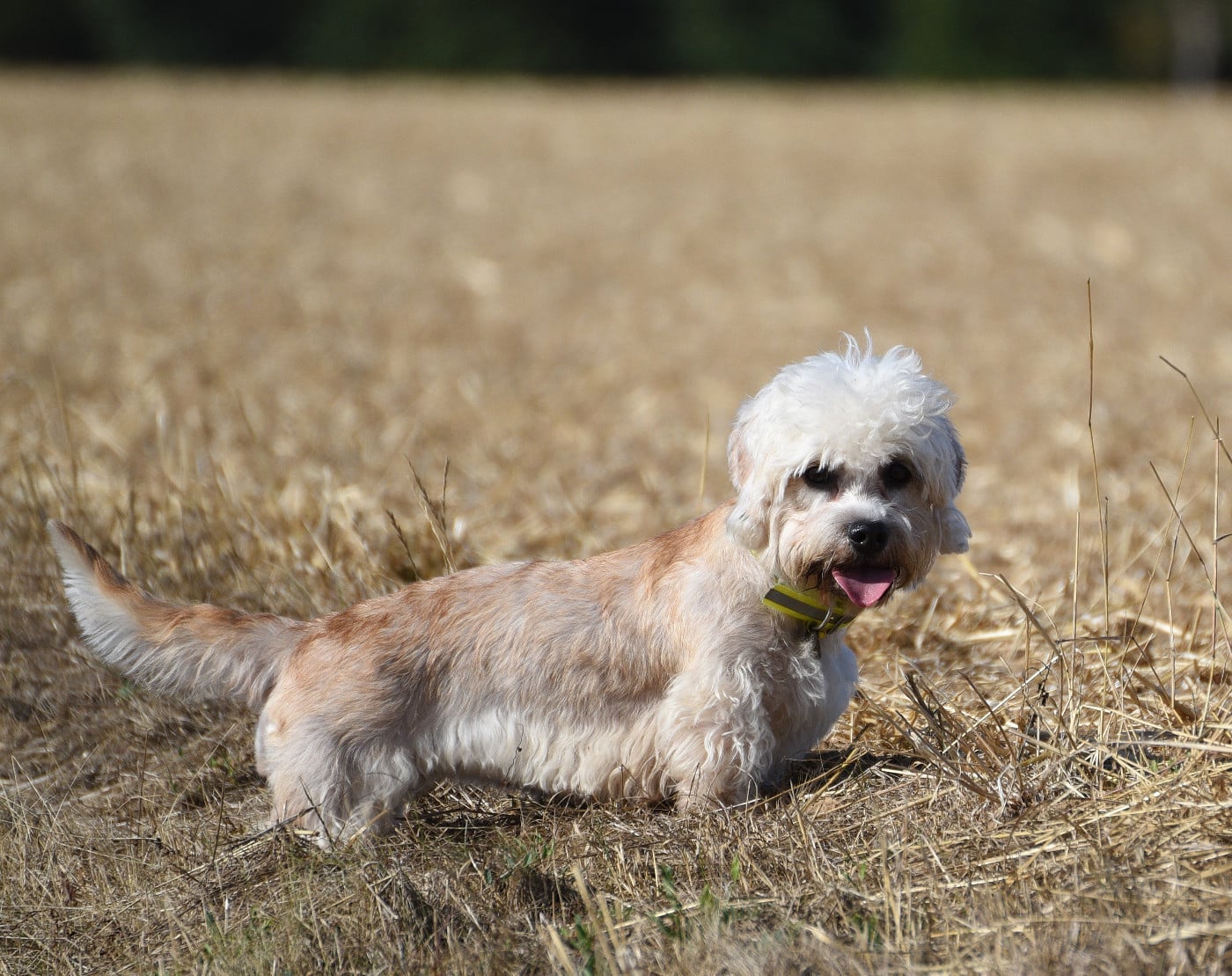 Les Dandie Dinmont Terrier de l'affixe   N'Agzir