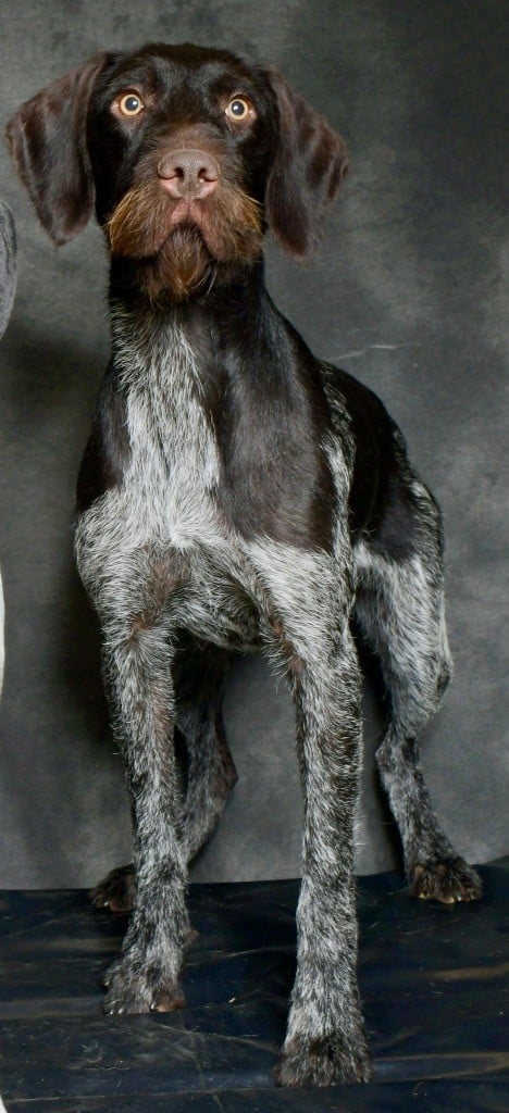 Les Chien d'arrêt allemand à poil dur de l'affixe   Natacha Vidor