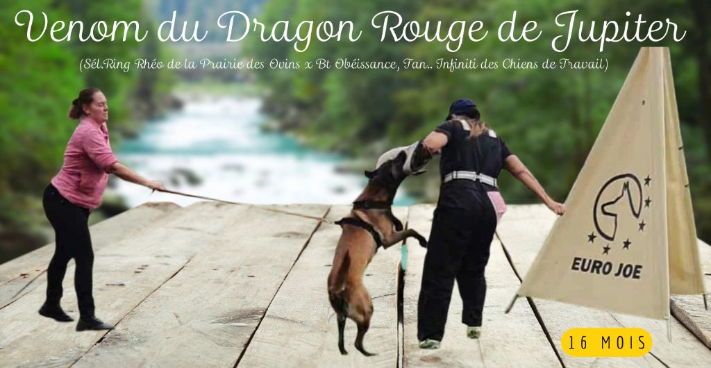 Venom du dragon rouge de jupiter