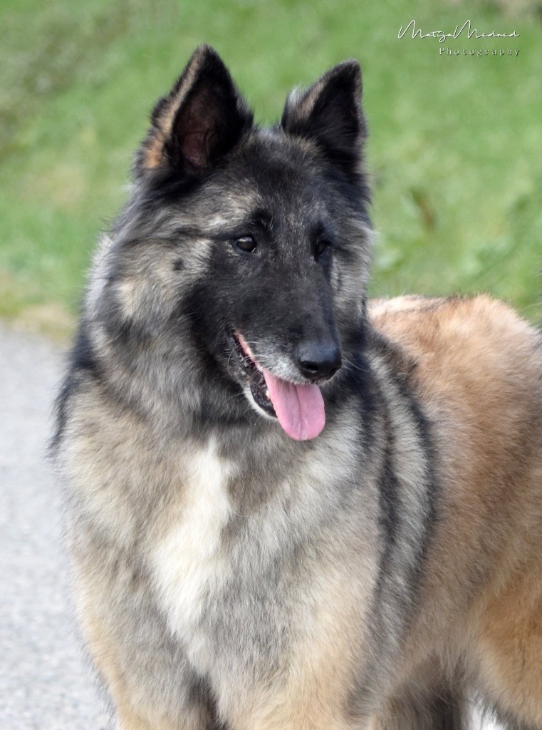 Les Berger Belge de l'affixe   Astra Meum