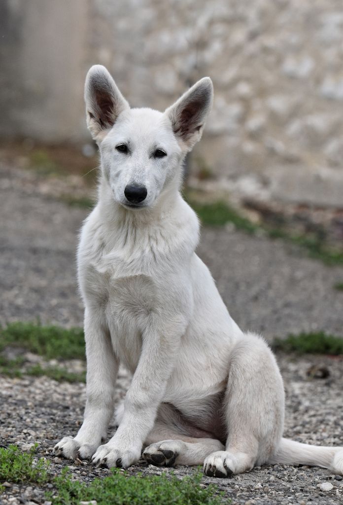 Les Berger Blanc Suisse de l'affixe   des terres de skoll et hati