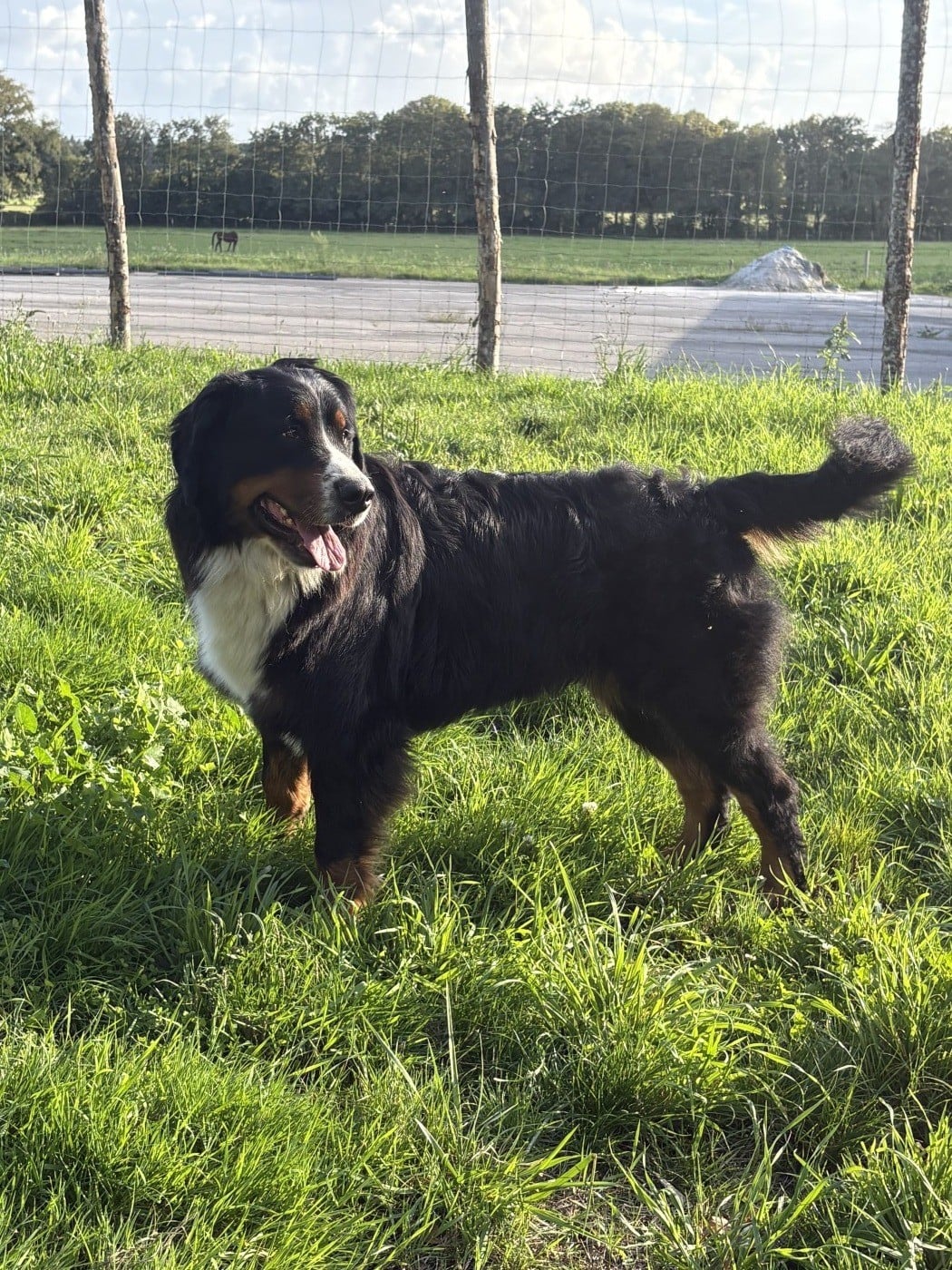 Les Bouvier Bernois de l'affixe   Des Terres De La Gree