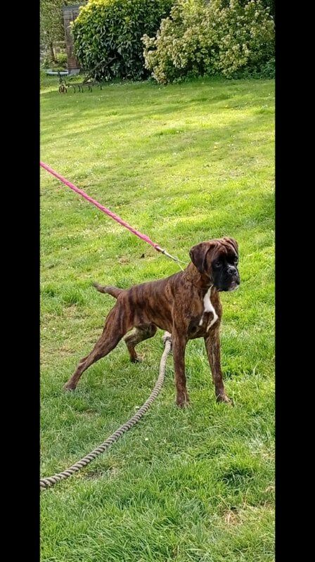 Les Boxer de l'affixe   Hurbane L'Elande