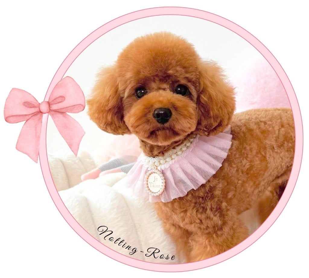 Les Caniche de l'affixe   de Nottingley