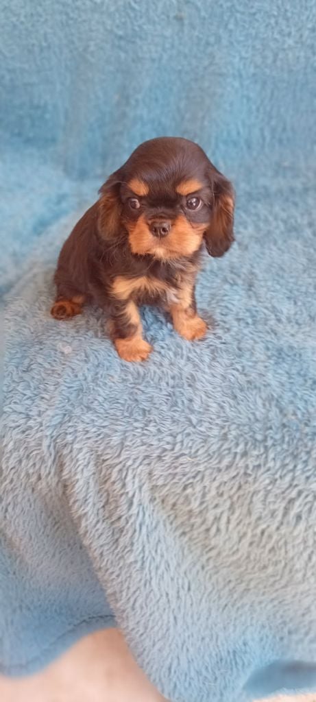 Les Cavalier King Charles Spaniel de l'affixe   Du Jardin De Balata