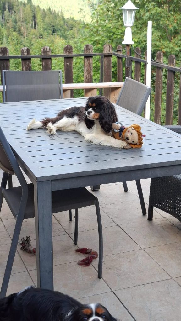 Violette Des Pattes D'Argent