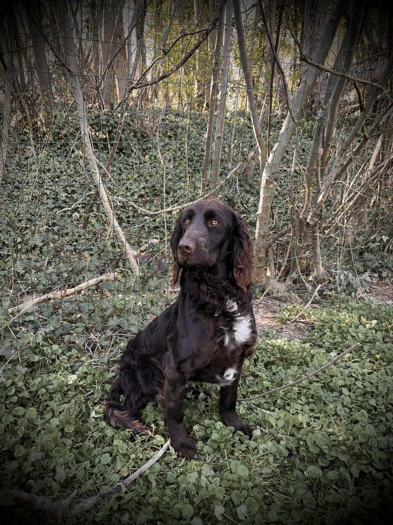 Les Chien d'Oysel allemand de l'affixe   De La Graverotte