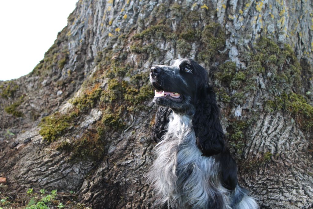 Les Cocker Spaniel Anglais de l'affixe   de la Légende d'Asgot 
