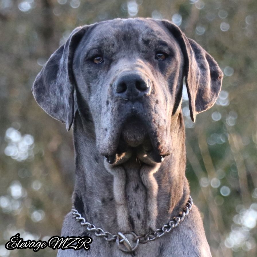 Les Dogue allemand de l'affixe   MZR