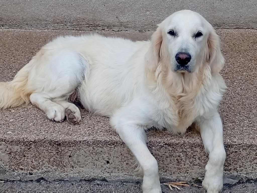 Les Golden Retriever de l'affixe   Du Domaine D'Izella