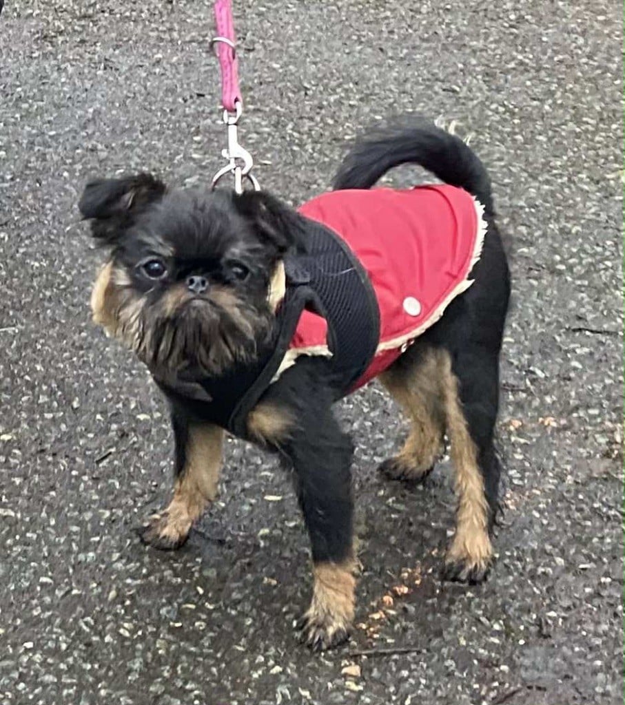 Les Griffon belge de l'affixe   Another Day In Paradise