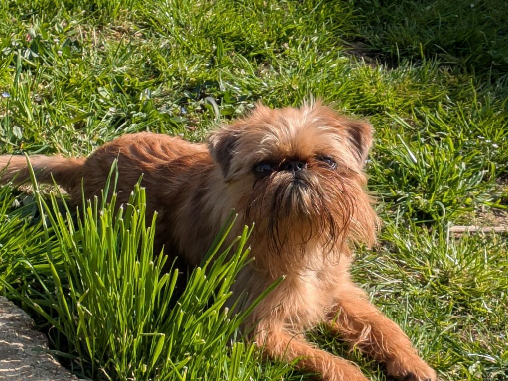 Ulrick L’As Aux Mille Griffes