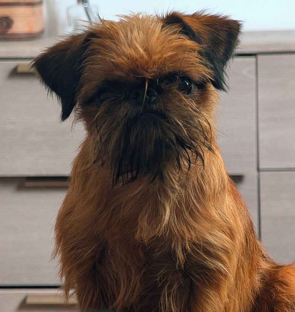 Les Griffon bruxellois de l'affixe   Of Circé's Shire