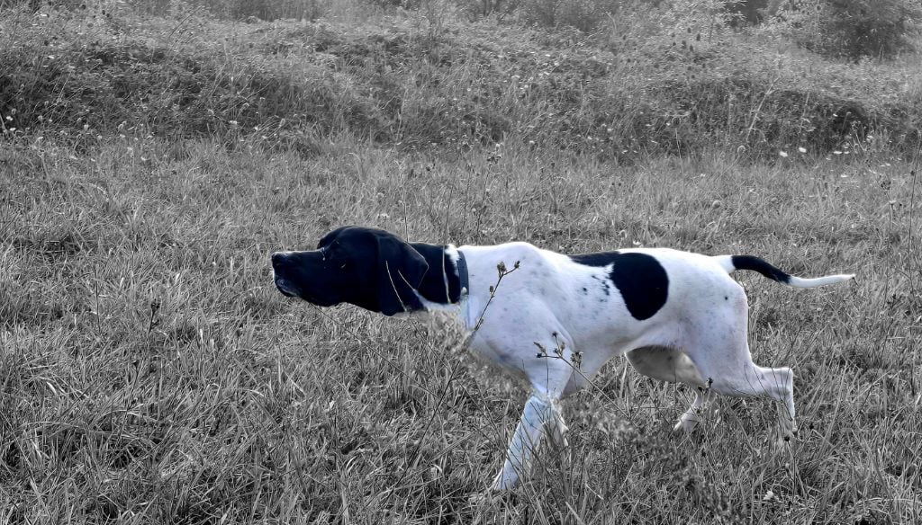 Les Pointer de l'affixe   Des Braconniers De Jadis