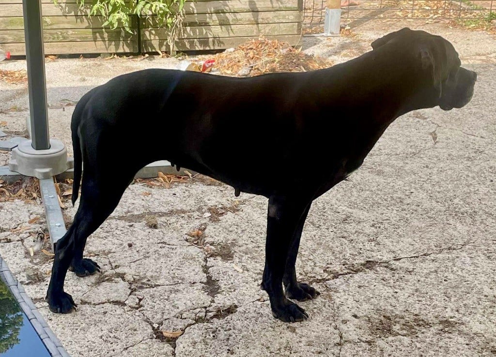 Les Pointer de l'affixe   Natacha Vidor