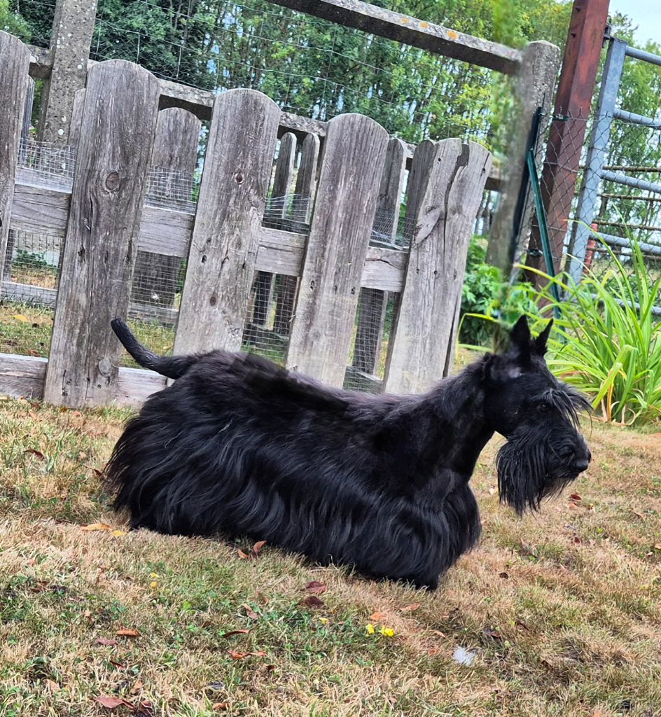 Les Scottish Terrier de l'affixe   De La Bergerie Warren