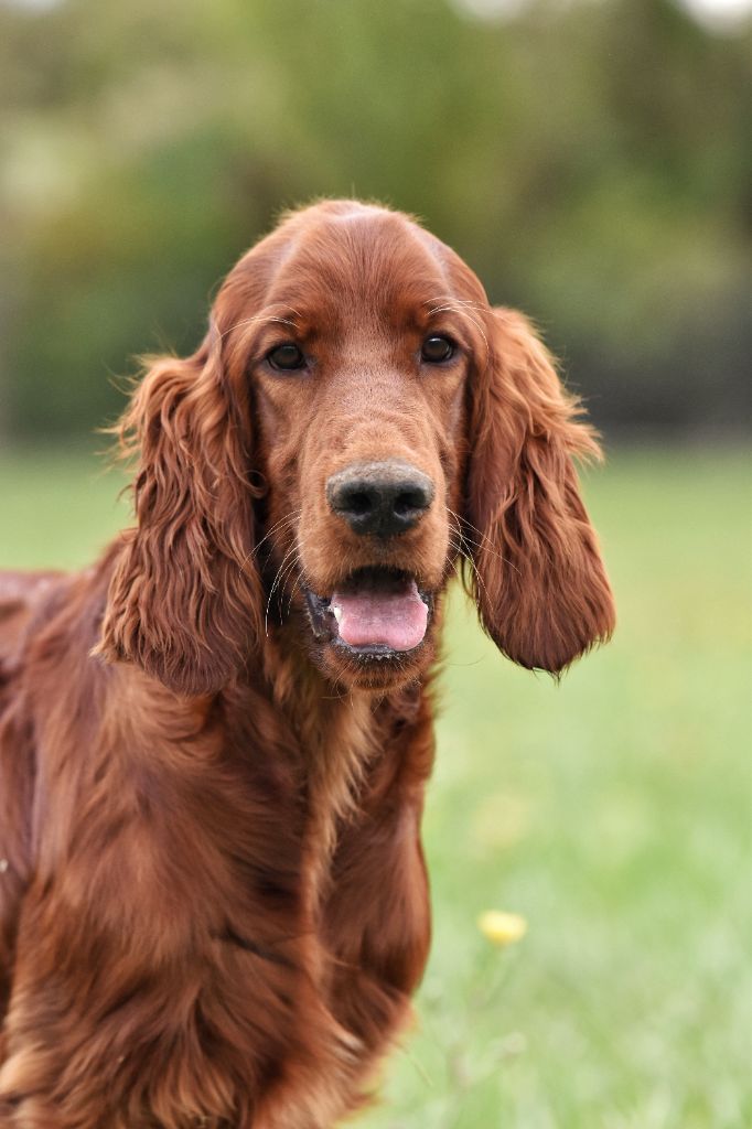 Les Setter irlandais rouge de l'affixe   des terres de skoll et hati
