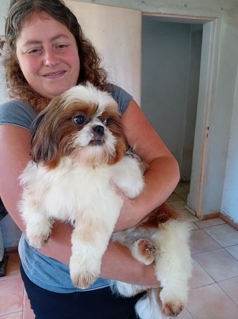 Les Shih Tzu de l'affixe   Du Domaine D'Upsilla