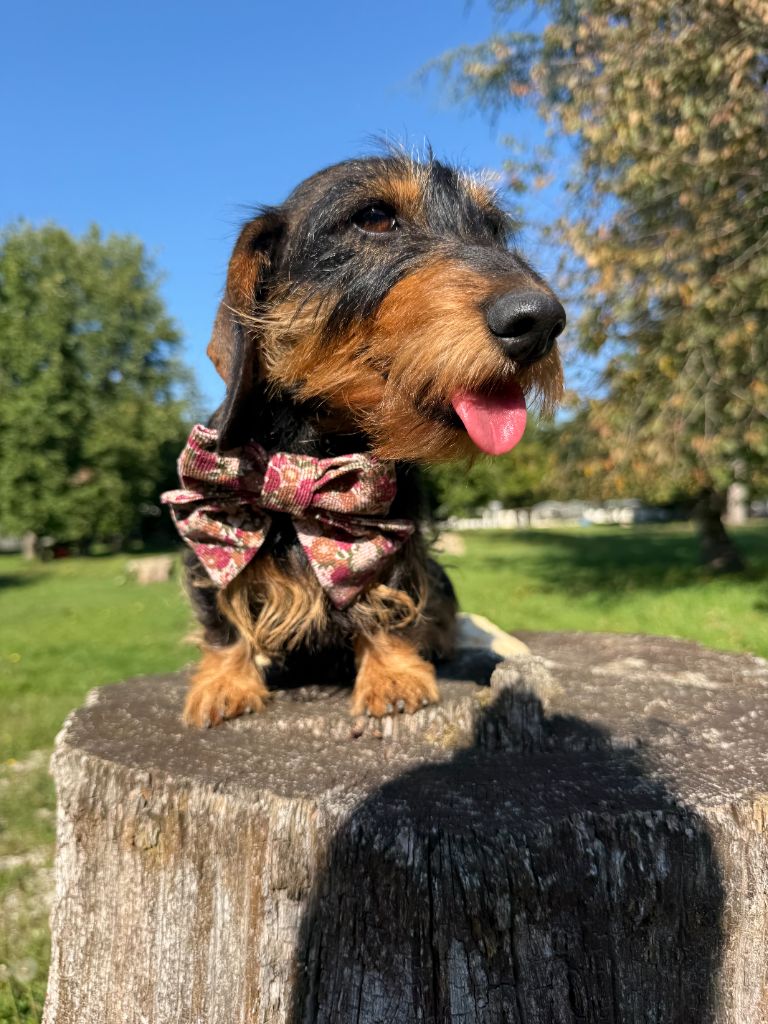 Les Teckel poil dur de l'affixe   De La Foret Du Landy