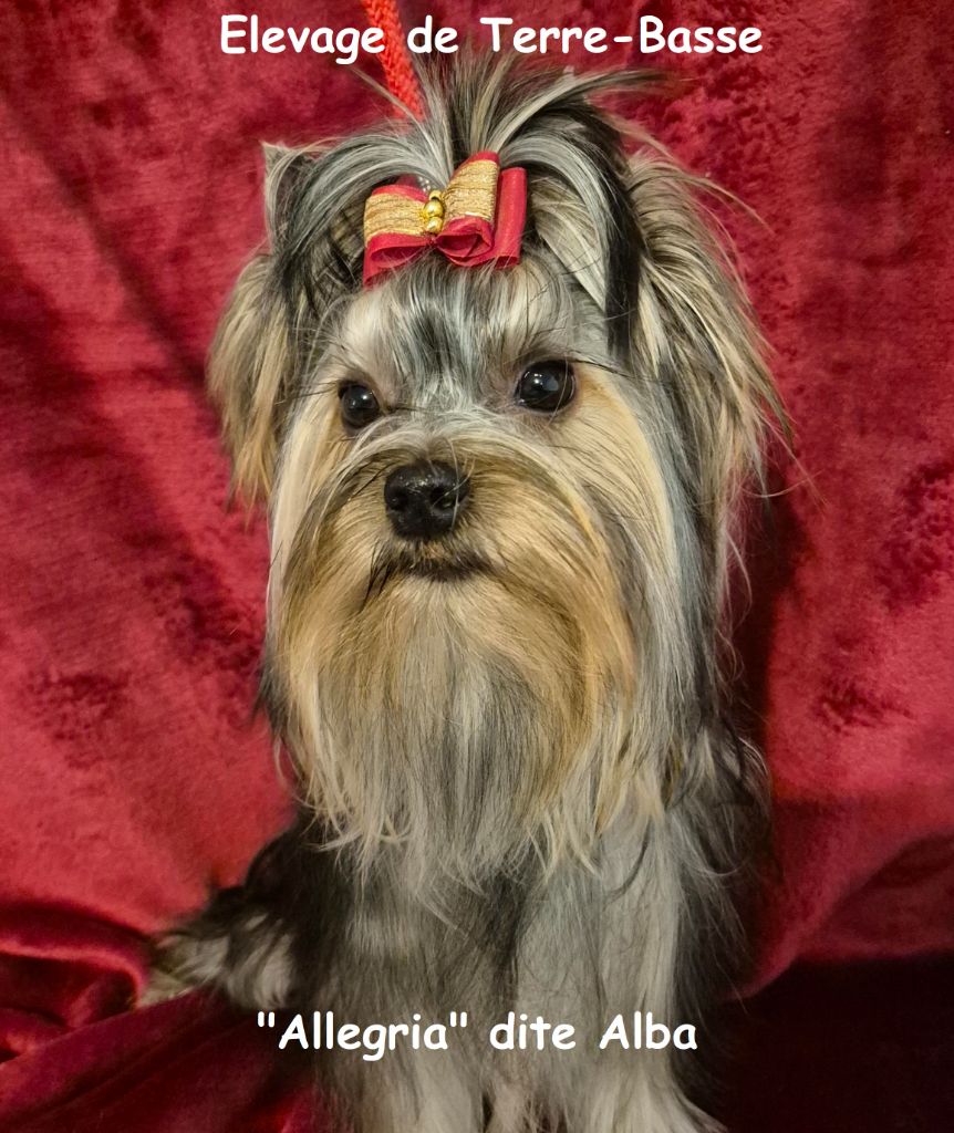 Allegria (dite alba) de terre basse