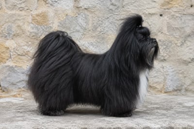 Étalon Bichon Havanais - CH. Cortadito mano gentis