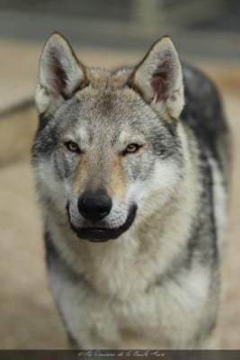 Étalon Chien-loup tchecoslovaque - CH. Taurus tsu tey ii salto del lupo