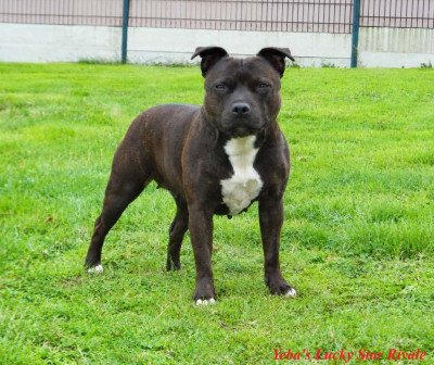 Étalon Staffordshire Bull Terrier - Yeba's Lucky Star Rivale