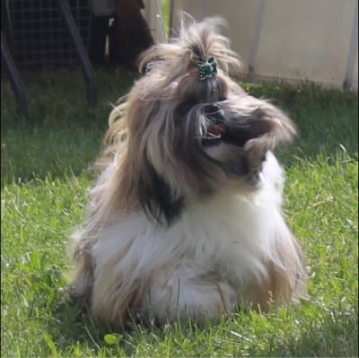 Étalon Shih Tzu - « oscar » Amaretto  ad acte