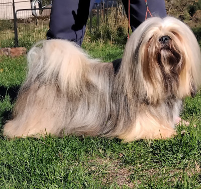 Étalon Lhassa Apso - CH. Tibet du chant d'Eliote