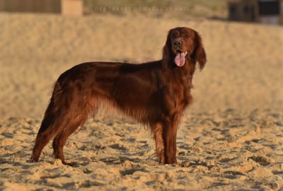 Étalon Setter irlandais rouge - Volva de l'étang de la marnière