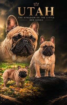 Étalon Bouledogue français - Utah The Kingdom Of The Little Red Kings