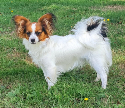 Étalon Epagneul nain Continental (Papillon) - Babydoll  De la castelviroise