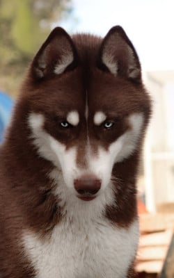 Étalon Siberian Husky - Very delicious twix (Sans Affixe)