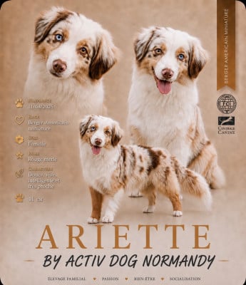 Étalon Berger Américain Miniature  - Aryette by activ dog normandy