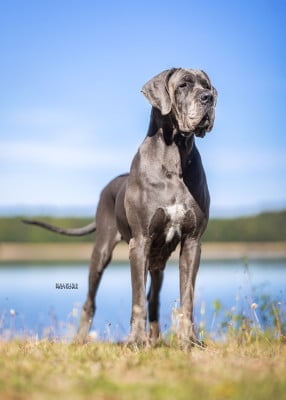 Étalon Dogue allemand - CH. Grazia modry efekt