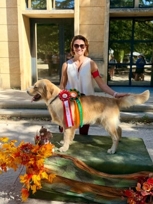 Étalon Golden Retriever - Alias brooklyn puppys goldens love
