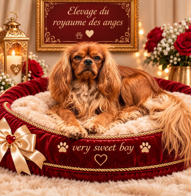 Étalon Cavalier King Charles Spaniel - Very sweet boy De La Géode
