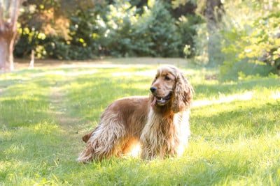Étalon Cocker Spaniel Anglais - All for love Of Boreal River