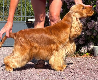 Étalon Cocker Spaniel Anglais - Vanina Of merrily